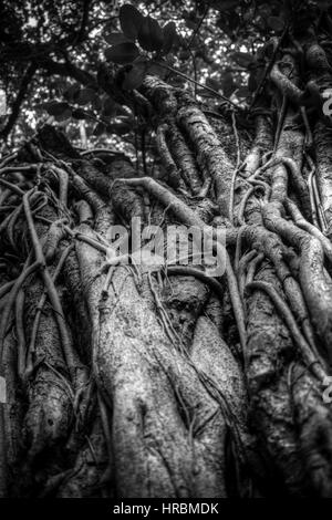 Indian banyan tree roots intertwined with each other. Black and white photography Stock Photo