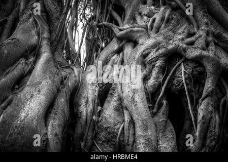 Indian banyan tree roots intertwined with each other. Black and white photography Stock Photo