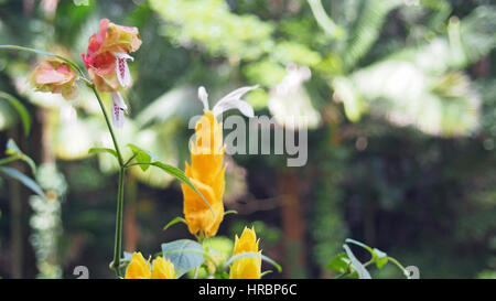 A beautiful flower growing in the dominican republik Stock Photo