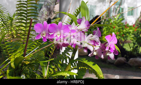 A beautiful flower growing in the dominican republik Stock Photo
