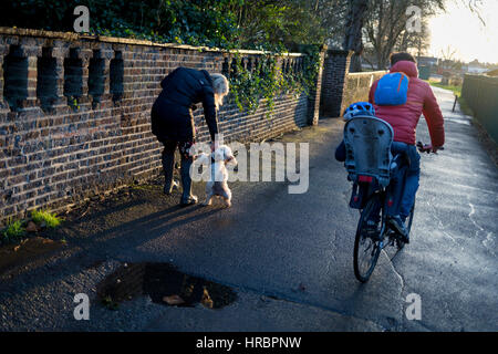 A dog walker struggles to control an excitable Cockapoo puppy, on 28th February 2017, in Ruskin Park, London borough of Lambeth, England. A Cockapoo is a mixed-breed dog that is the cross between either Cocker Spaniel and a poodle - a mixed breed that has become very popular recently in the UK. Stock Photo