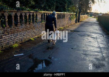A dog walker struggles to control an excitable Cockapoo puppy, on 28th February 2017, in Ruskin Park, London borough of Lambeth, England. A Cockapoo is a mixed-breed dog that is the cross between either Cocker Spaniel and a poodle - a mixed breed that has become very popular recently in the UK. Stock Photo