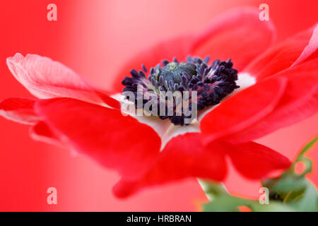 exquisite red anemone still life - red on red Jane Ann Butler Photography JABP1846 Stock Photo