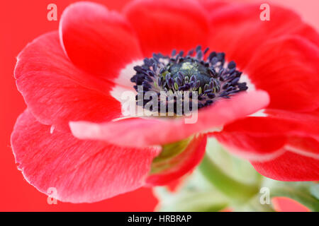 exquisite red anemone still life - red on red Jane Ann Butler Photography  JABP1845 Stock Photo