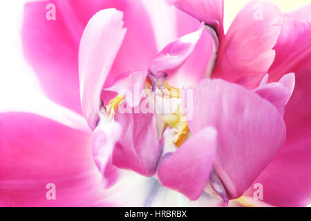 still life close up of emerging dark pink to purple, parrot tulip flower head  Jane Ann Butler Photography JABP1839