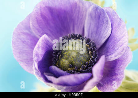 purple anemone summer flower exquisite still life purple on blue Jane Ann Butler Photography  JABP1850 Stock Photo