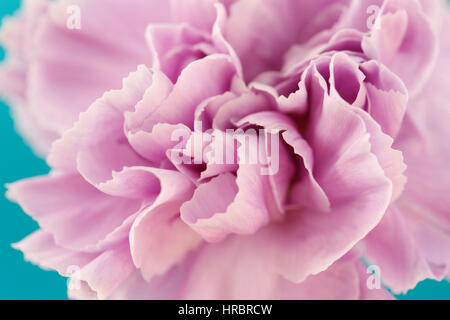 charming lilac carnation close up, center of flower still life blue background  Jane Ann Butler Photography JABP1852 Stock Photo