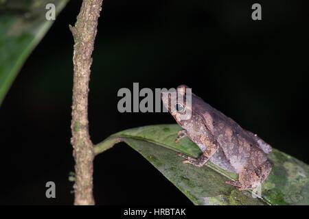 A young Sharp-nosed Toad (Rhinella dapsilis) on a leaf at night in the Amazon rainforest in Loreto, Peru Stock Photo