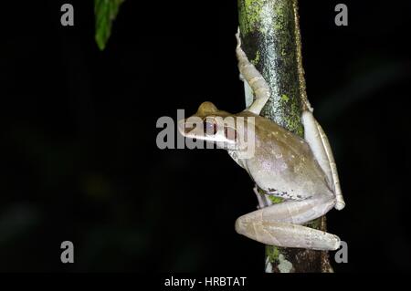 A Flat-headed Bromeliad Treefrog (Osteocephalus planiceps) perched on a stalk in the Amazon rainforest in Loreto, Peru Stock Photo