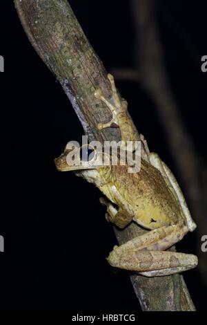 A Giant Broad-headed Treefrog (Osteocephalus taurinus) perched on a stalk in the Amazon rainforest in Loreto, Peru Stock Photo