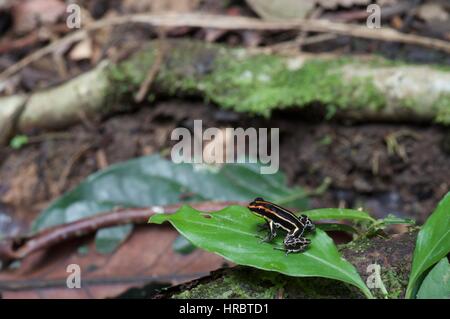 A Uakari Poison Frog (Ranitomeya uakarii) in the Amazon rainforest in Loreto, Peru