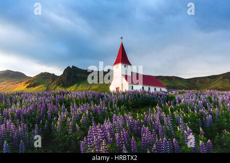 Lutheran Myrdal church surrounded by blooming lupine flowers, Vik, Iceland. Stock Photo