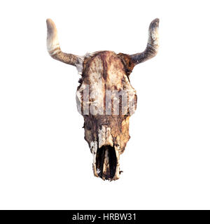cow skull isolated on white Stock Photo