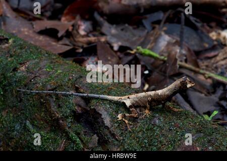 A Blue-lipped Forest Anole (Anolis bombiceps) on the Amazon rainforest floor in Loreto, Peru Stock Photo