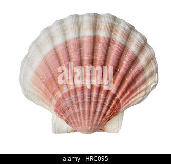 Pink and white fan-shaped French scallop seashell isolated on white from the coast of Brittany, France Stock Photo