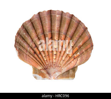 Fan-shaped French scallop seashell isolated on white from the coast of Brittany, France Stock Photo