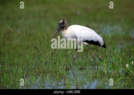 Wood Stork, (Mycteria americana), adult on meadow searching for food, Pantanal, Mato Grosso, Brazil, South America Stock Photo