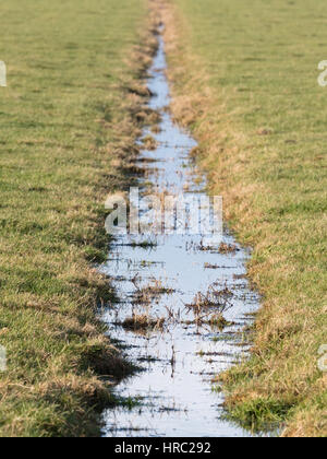 Ditch and meadows in waterland Friesland , the Netherlands, selective focus Stock Photo
