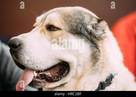 Close Up Portrait Of Central Asian Shepherd Dog. Alabai - An Ancient Breed From The Regions Of Central Asia. Used As Shepherds, As Well As To Protect  Stock Photo