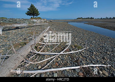 Natual forest debris washed downstream during flood conditions litter the most of Englishman River at Surfside at Perksville, in BC Vancouver Island. Stock Photo
