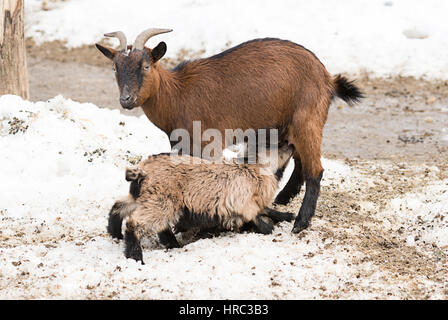 A baby lamb sucks the milk of the goat farm Stock Photo