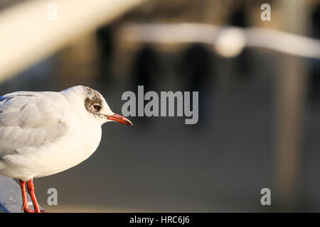 Close shot of a seagull sitting on a railing while another is approaching Stock Photo