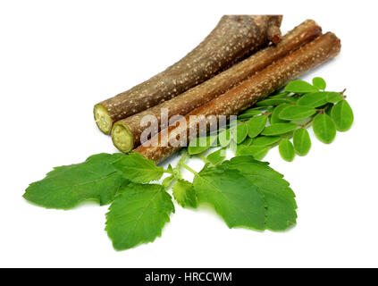 Medicinal holy basil & Moringa leaves over white background Stock Photo