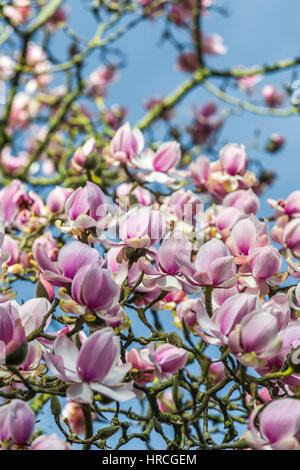 A Magnolia tree in full bloom. Early springtime. Magnoliaceae. Magnolia campbellii. Stock Photo