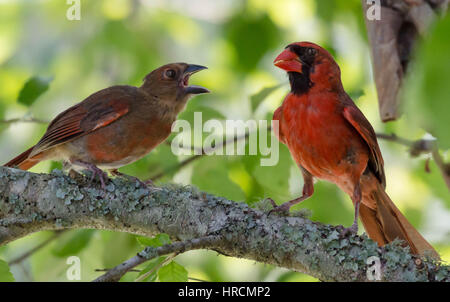 Male Cardinal with Young Bird Stock Photo