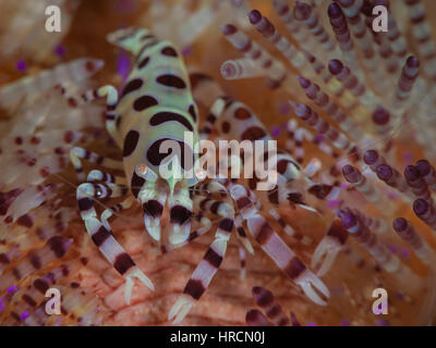 Super macro image of two coleman shrimp (Imperator colemani) in a fire sea urchin. Stock Photo