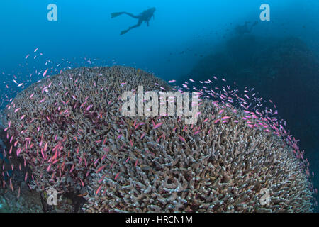 Scuba divers watch as pink anthias form a colorful acrh over coral domes. Bunaken Island, Indonesia. Stock Photo