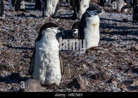 Young chinstrap penguin chick standing among his colony members gathered on the rocks, Half Moon Island, Antarctic Stock Photo