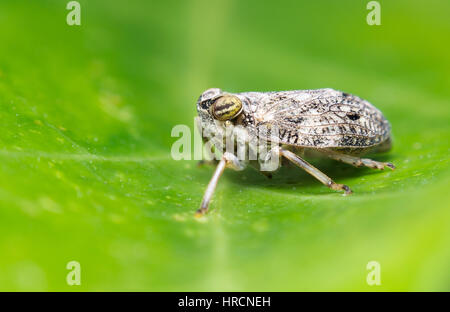 Close up side view of a planthopper Issus Coleoptratus in The Netherlands Stock Photo