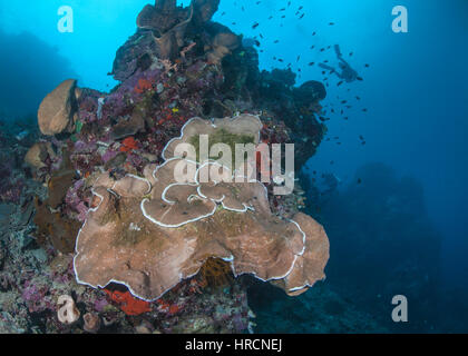 Close-focus wide-angle view of plate coral, Pachyseris speciosa on a coral reef, shows signs of deteriorating health. Bunaken Island, Indonesia. Stock Photo