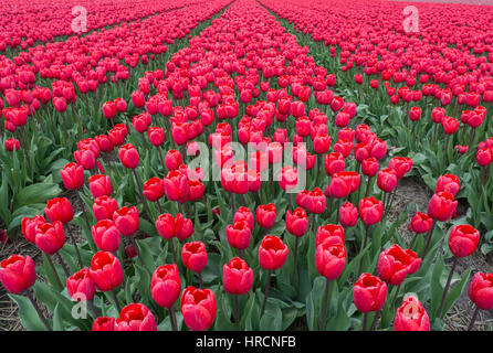 Endless field of red tulips. Holland. Europe. Stock Photo