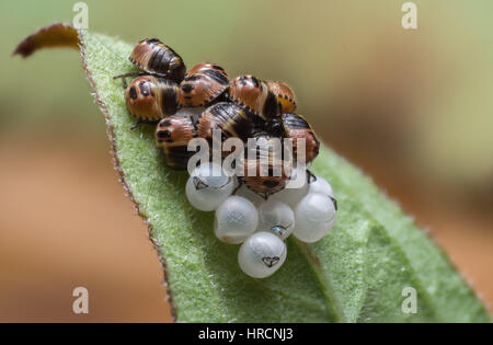 A cluster of recently hatched shield bugs and eggs Stock Photo