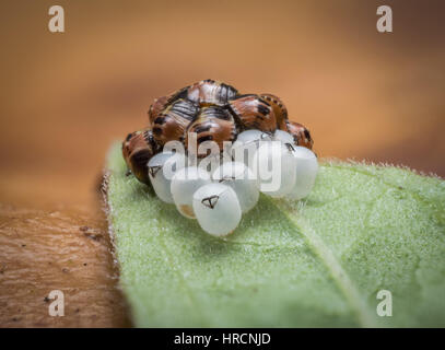 A group of eggs and newborn shield bugs Stock Photo