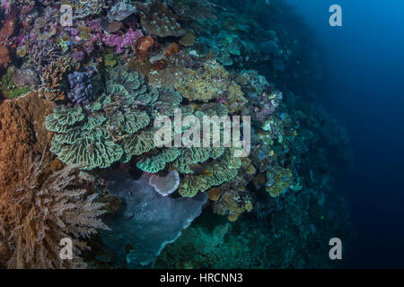 Seascape of deep sea coral reef with a close-focus wide-angle view of bright green hard corals (Pectinia paeonia) on a steep wall. Bunaken Island, Ind Stock Photo