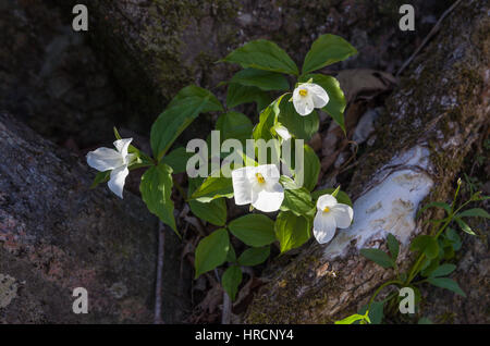 Trillium Stock Photo