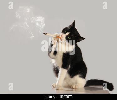 Smoking cat hi-res stock photography and images
