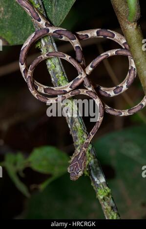 A coiled Common Blunt-headed Tree Snake (Imantodes cenchoa) dangling in the rainforest at Pipeline Road, Coclé, Panama Stock Photo