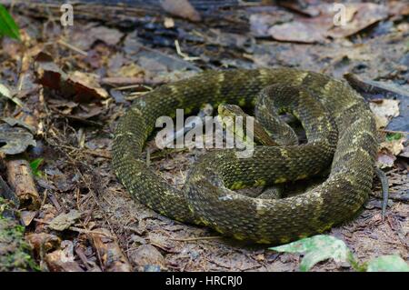 A South American Fer-de-Lance (Bothrops atrox) coiled on the Amazon rainforest floor in Loreto, Peru Stock Photo