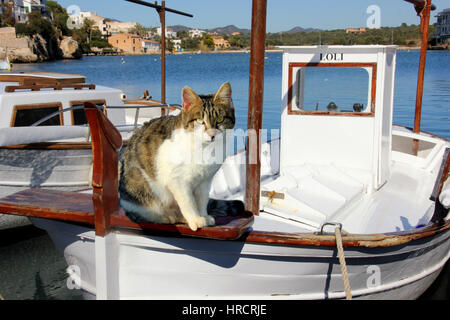 domestic cat, black tabby white, sitting on a bug of a boat at the harbor Stock Photo