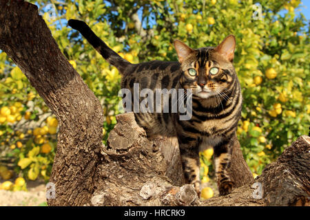 domestic cat, bengal charcoal, standing on a branch of a lemon tree Stock Photo