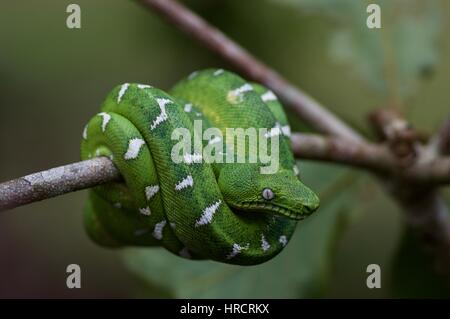 An Amazon Basin Emerald Tree Boa (Corallus batesii) in the rainforest in Loreto, Peru Stock Photo