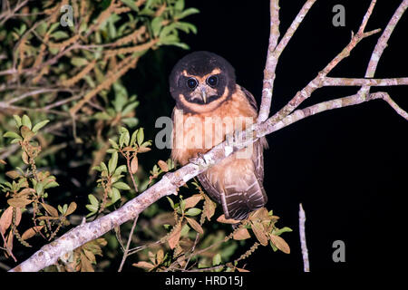 Tawny-browed Owl (Pulsatrix koeniswaldiana) photographed in Sooretama, Espírito Santo - Brazil. Stock Photo