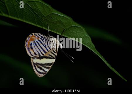 A Tiger Beauty (Tigridia acesta) hanging upside-down in the rainforest at night on Pipeline Road in Gamboa, Panama Stock Photo
