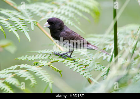 Papa Capim Das Costas Cinza Sporophila Stock Photo 1689416530