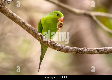 Plain Parakeet (Brotogeris tirica) perched on a branch, in Sooretana, Espírito Santo, Brazil. Stock Photo