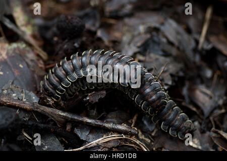 A trio of armored millipedes (family Polydesmidae) on the Amazon rainforest floor in Loreto, Peru Stock Photo